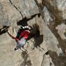 Picchio muraiolo - Wallcreeper (Tichodroma muraria)