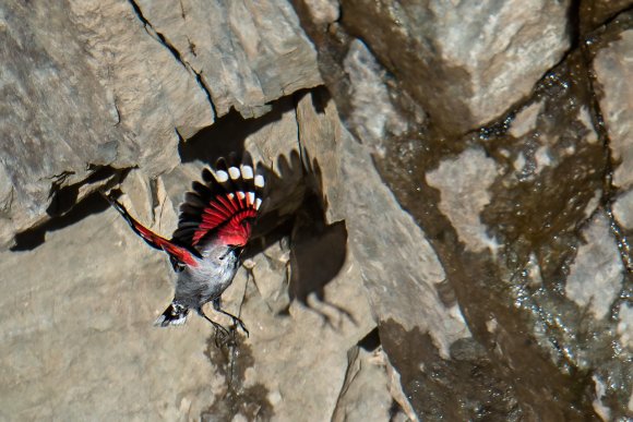 Picchio muraiolo - Wallcreeper (Tichodroma muraria)