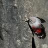 Picchio muraiolo - Wallcreeper (Tichodroma muraria)