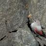 Picchio muraiolo - Wallcreeper (Tichodroma muraria)