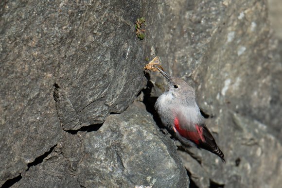 Picchio muraiolo - Wallcreeper (Tichodroma muraria)