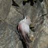 Picchio muraiolo - Wallcreeper (Tichodroma muraria)