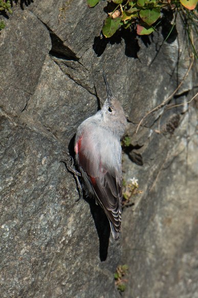 Picchio muraiolo - Wallcreeper (Tichodroma muraria)