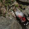 Picchio muraiolo - Wallcreeper (Tichodroma muraria)