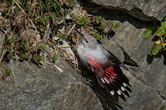 Picchio muraiolo - Wallcreeper (Tichodroma muraria)