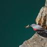 Picchio muraiolo - Wallcreeper (Tichodroma muraria)