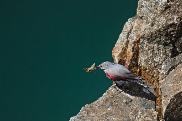 Picchio muraiolo - Wallcreeper (Tichodroma muraria)