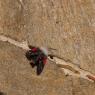 Picchio muraiolo - Wallcreeper (Tichodroma muraria)