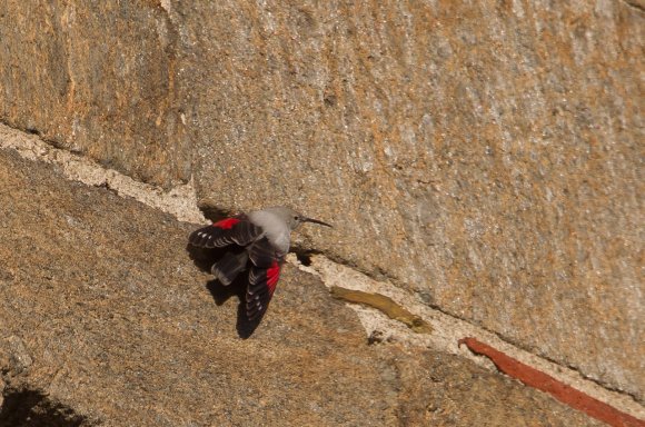 Picchio muraiolo - Wallcreeper (Tichodroma muraria)