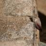 Picchio muraiolo - Wallcreeper (Tichodroma muraria)