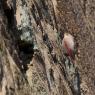 Picchio muraiolo - Wallcreeper (Tichodroma muraria)