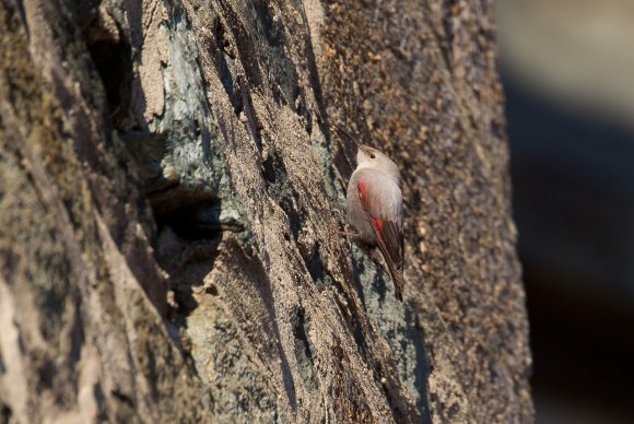 Picchio muraiolo - Wallcreeper (Tichodroma muraria)