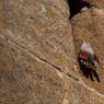 Picchio muraiolo - Wallcreeper (Tichodroma muraria)