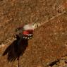 Picchio muraiolo - Wallcreeper (Tichodroma muraria)