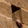 Picchio muraiolo - Wallcreeper (Tichodroma muraria)