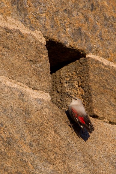 Picchio muraiolo - Wallcreeper (Tichodroma muraria)