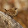 Scricciolo - Eurasian wren (Troglodytes troglodytes)