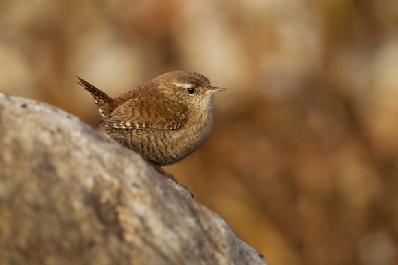 Scricciolo - Eurasian wren (Troglodytes troglodytes)