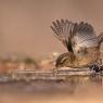 Scricciolo - Winter Wren (Troglodytes troglodytes)