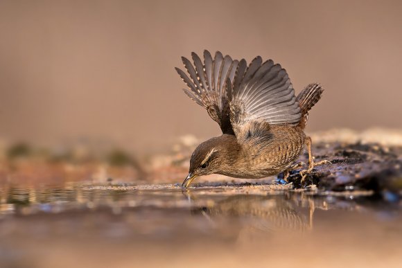 Scricciolo - Winter Wren (Troglodytes troglodytes)