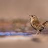 Scricciolo - Winter Wren (Troglodytes troglodytes)