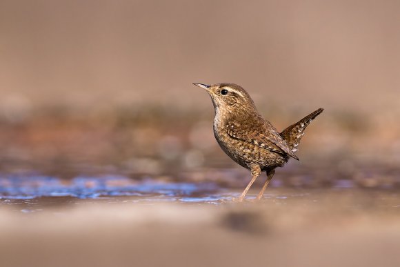 Scricciolo - Winter Wren (Troglodytes troglodytes)