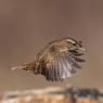 Scricciolo - Winter Wren (Troglodytes troglodytes)