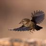 Scricciolo - Winter Wren (Troglodytes troglodytes)