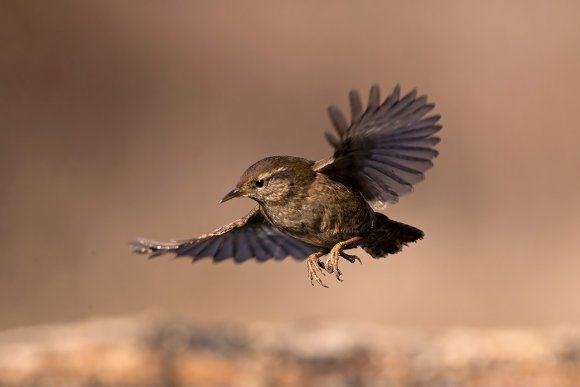 Scricciolo - Winter Wren (Troglodytes troglodytes)