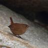 Scricciolo - Eurasian wren (Troglodytes troglodytes)