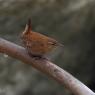 Scricciolo - Eurasian wren (Troglodytes troglodytes)