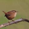 Scricciolo - Eurasian wren (Troglodytes troglodytes)