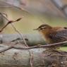 Scricciolo - Eurasian wren (Troglodytes troglodytes)