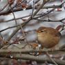 Scricciolo - Eurasian wren (Troglodytes troglodytes)