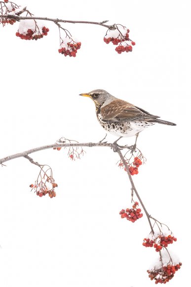 Cesena - Fieldfare