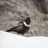 Merlo dal collare - Ring ouzel (Turdus torquatus)