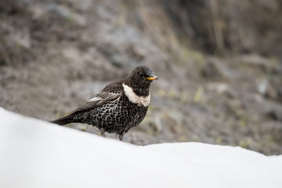 Merlo dal collare - Ring ouzel (Turdus torquatus)