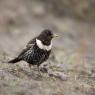 Merlo dal collare - Ring ouzel (Turdus torquatus)