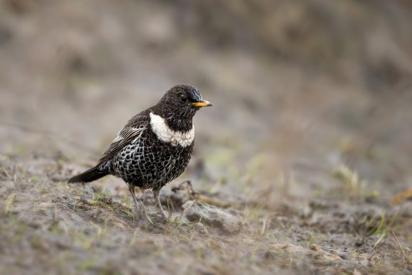 Merlo dal collare - Ring ouzel (Turdus torquatus)