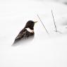 Merlo dal collare - Ring ouzel (Turdus torquatus)