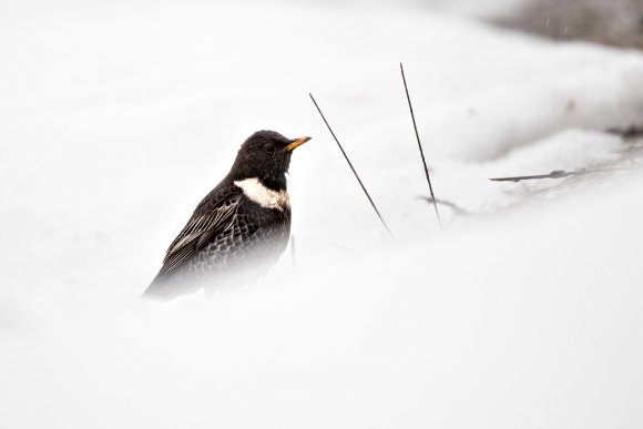 Merlo dal collare - Ring ouzel (Turdus torquatus)