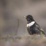 Merlo dal collare - Ring ouzel (Turdus torquatus)