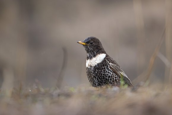 Merlo dal collare - Ring ouzel (Turdus torquatus)