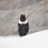 Merlo dal collare - Ring ouzel (Turdus torquatus)