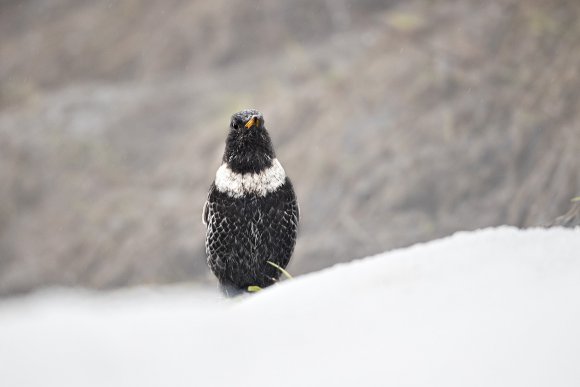 Merlo dal collare - Ring ouzel (Turdus torquatus)