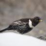 Merlo dal collare - Ring ouzel (Turdus torquatus)