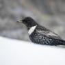 Merlo dal collare - Ring ouzel (Turdus torquatus)