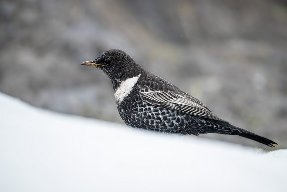 Merlo dal collare - Ring ouzel (Turdus torquatus)