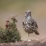 Tordela - Mistle thrush (Turdus viscivorus)