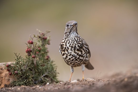 Tordela - Mistle thrush (Turdus viscivorus)